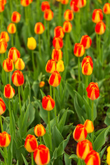 Red tulips in the park as background