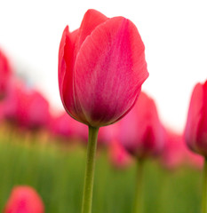 Pink tulips in the park as background