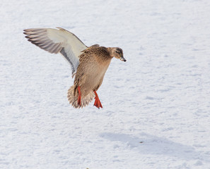 Duck in flight over white snow in winter