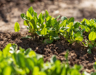 Green leaves of sorrel in the garden