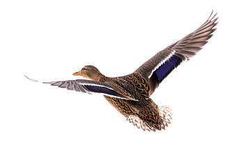 Duck in flight isolated on white background
