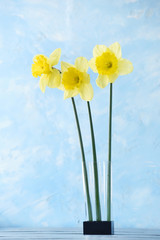 three  spring flowers of narcissus on a light background.