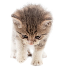 Portrait of a kitten on a white background