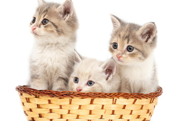 Fototapeta na wymiar Three kittens in a basket on a white background