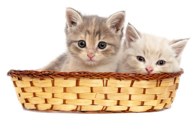 Two kittens in a basket on a white background