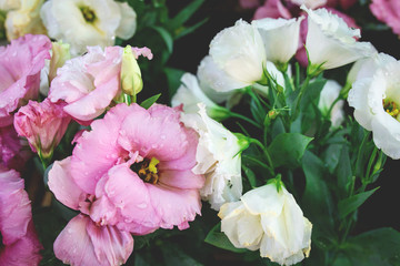 pink flowers in the garden