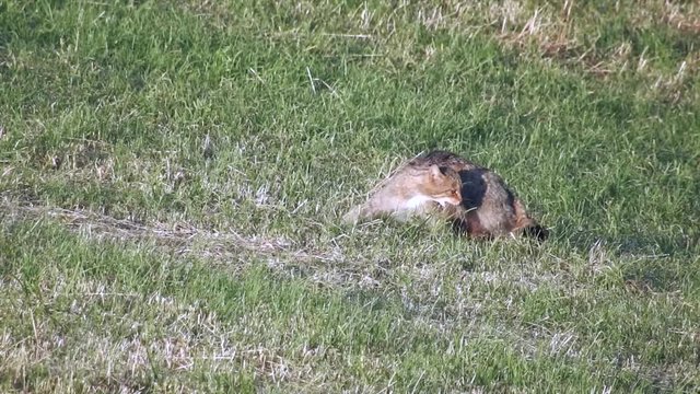 Europ&auml;ische Wildkatze (Felis silvestris) f&auml;ngt und frisst Feldmaus,, Freilandaufnahme