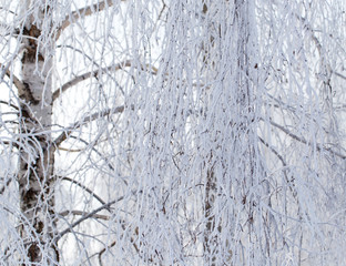 Obraz premium Frozen branches on a tree in the forest in winter