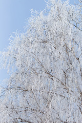 Frozen branches on a tree against a blue sky