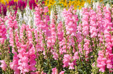 Obraz premium colorful flower of Snapdragon or Antirrhinum majus L. in the outdoor park