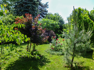 Landscaped young garden with decorative evergreens. Cotinus coggygria Royal Purple on left and Austrian pine in right. Big blue Picea pungens on background. Pretty summer landscape.