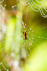 Spider & frosted web