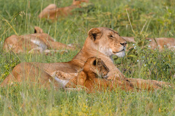 Mother lioness resting in the Serengeti grass with her cub