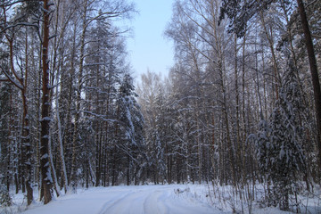 Snow road in the forest in winter