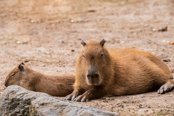 Capibara Hydrochoerus hydrochaeris resting