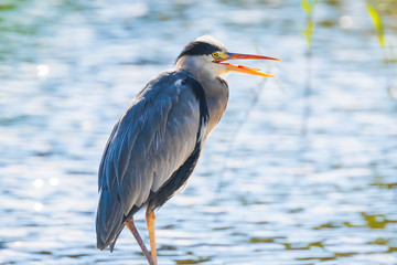 Great blue heron Ardea herodias hunting in a lake