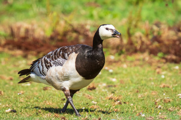 Closeup of a barnacle goose Branta leucopsis in a meadow