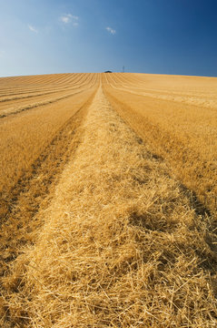 Harvested Field