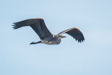 Great blue heron Ardea herodias flying