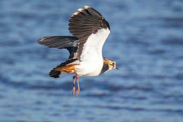 Closeup of a northern lapwing, Vanellus vanellus, bird in flight