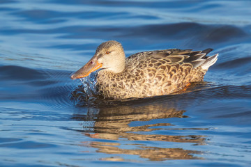 Closeup of a female northern shoveler duck, anas clypeata, swimming on clear blue water
