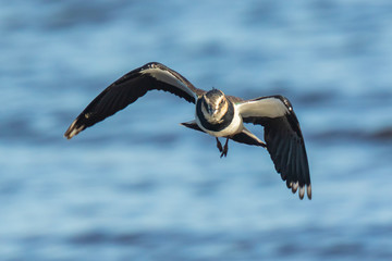 Closeup of a northern lapwing, Vanellus vanellus, bird in flight