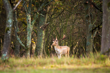 Fallow deer Dama Dama stag in Autumn