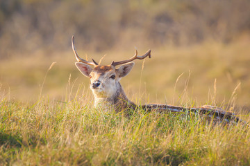 Fallow deer stag Dama Dama with big antlers resting