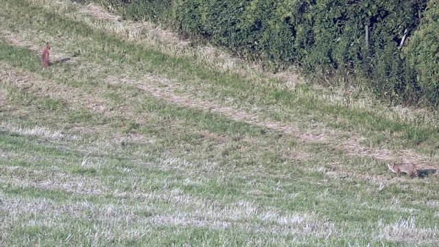 Europ&auml;ische Wildkatze (Felis silvestris) ignoriert Feldhasen, Freilandaufnahme