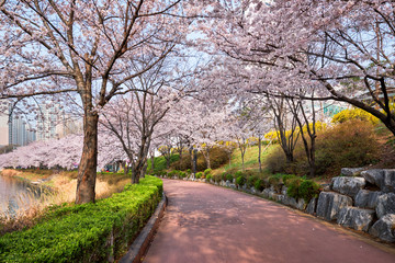 Obraz premium Blooming sakura cherry blossom alley in park