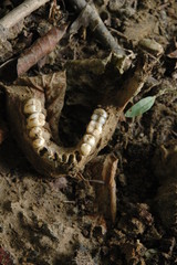 Cemetery park tomb bones death sculpture