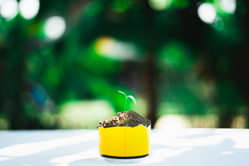 sprout growing in small pot, nature and care concept