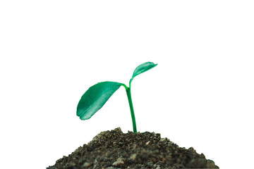 New sprout growing in natural isolated on white