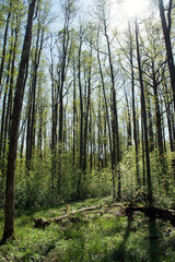 Sun-drenched spring black-alder forest.