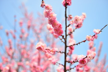Blooming pink cheery tree flowers during a sunny spring day. Good for background