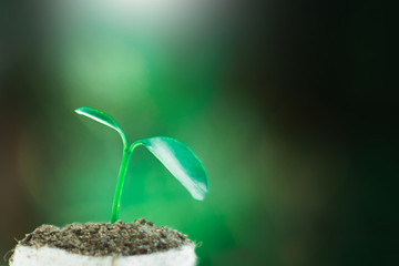 sprout growing in small pot, nature and care concept
