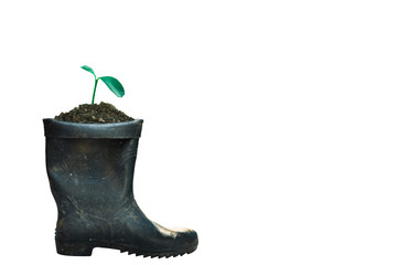 sprout growing in boot, nature and care concept