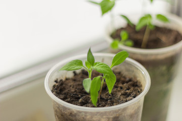 seedlings, young sprouts grow in cups on the windowsill