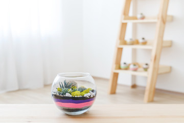 Small garden with succulent plants, miniature cactuse, stones and colored black, pink and purple sand in glass florarium vase stands on a wooden table in the room.