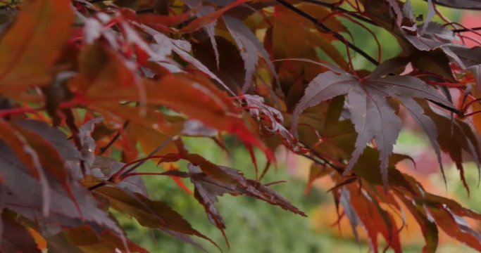 Autumn Leaves, Grasser, Cumbria, England, United Kingdom, Europe  