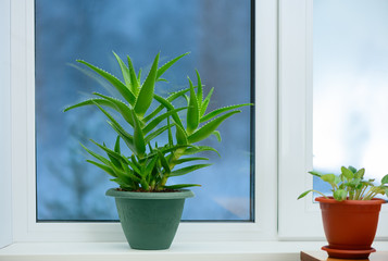 The beautiful plant is growing on the window in a room. The aloe is in a green flower pot on a white windowsill in indoor.