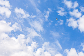 Seagull flying on blue sky with clouds