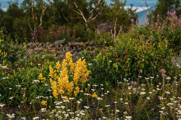 Wildflowers in the mountains