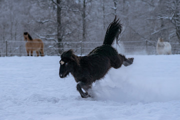Black Icelandic horse with blue eyes bucking in deep snow