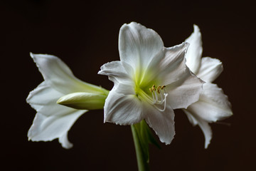 Fototapeta na wymiar Close up of three white amaryllis flowers on black