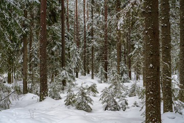 Pine and fir forest in winter time with a thick layer of snow