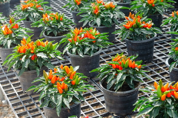 Fototapeta na wymiar Ornamental Pepper or Rainbow peppers plant for decoration at garden