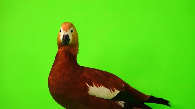 portrait male Beautiful bright red duck (Ogar) isolated on green screen (In Slavic mythology and Buddhism, this bird was considered sacred)