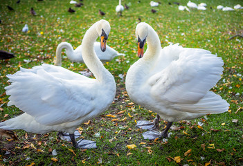 Swans in Bruges, Belgium
