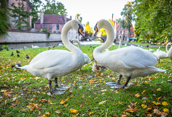 Swans in Bruges, Belgium